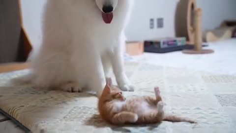 So funny dog and cat top10 beautiful video.