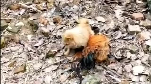 Dog VS Chicken funny video Dog funny video