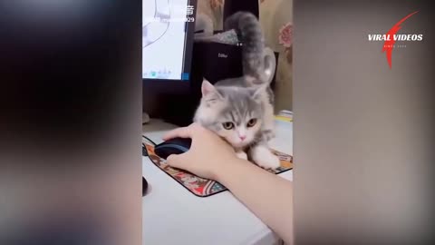 CuTe CaTs FunnY Video