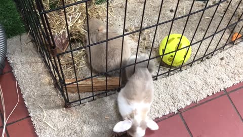 Bunny Doesn't Abide By Fencing Laws