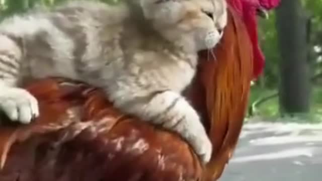 cat on ride