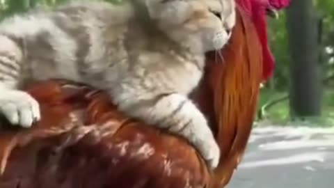 cat on ride