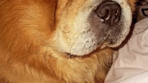 chow chow dog sleeping