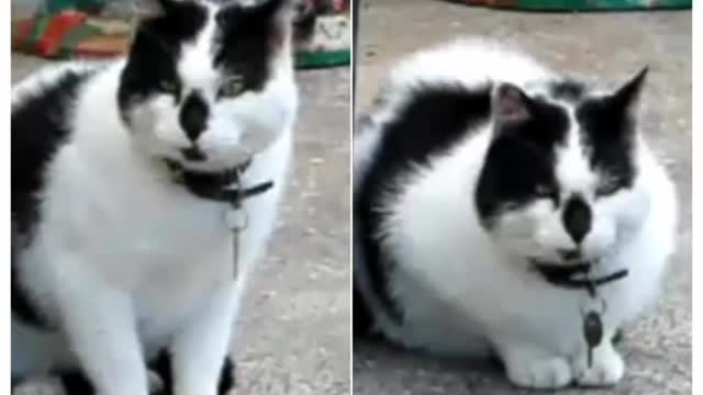 watch this talking cat