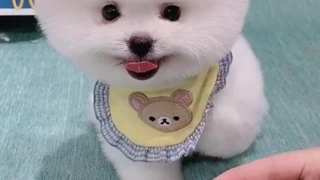 White small Dog
