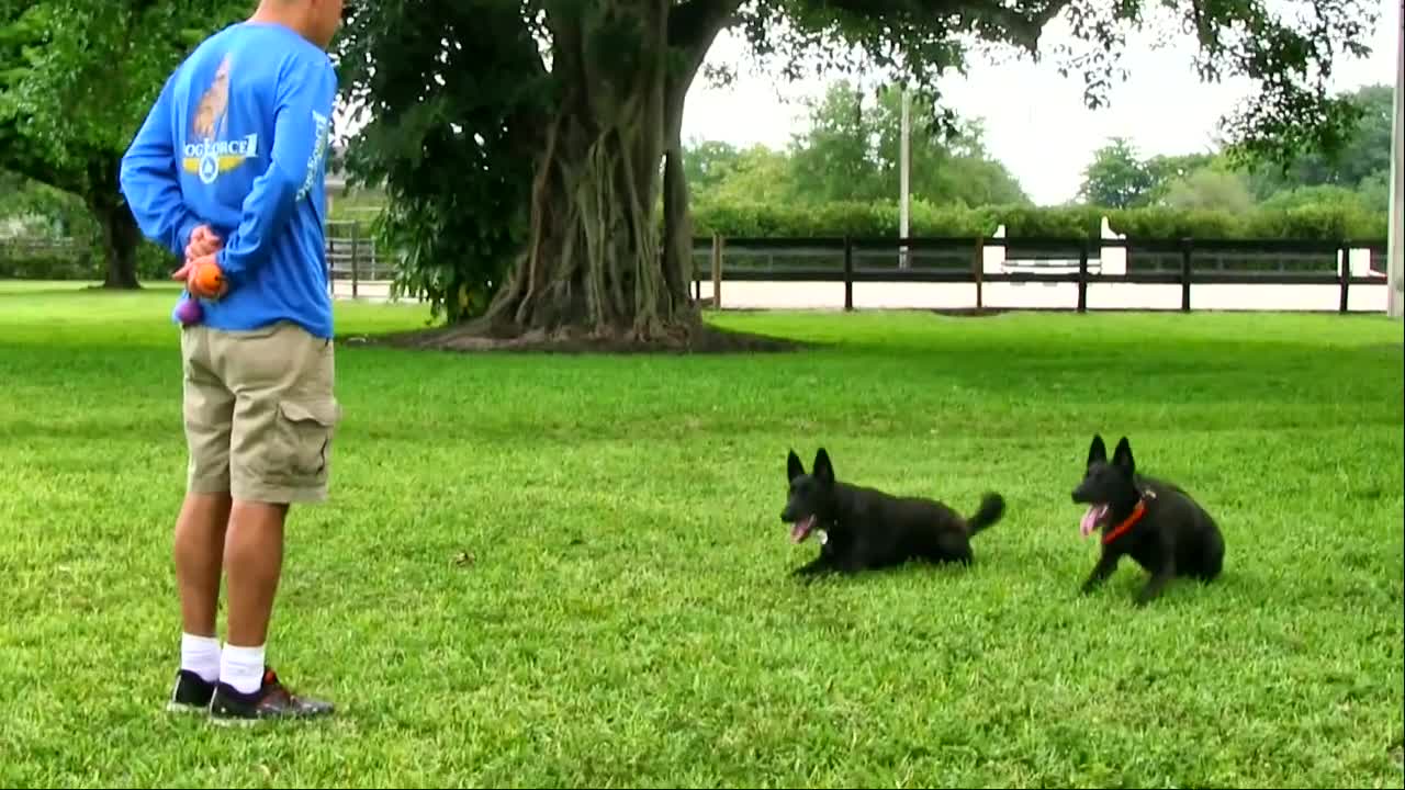 learn how to train your dog in fun way as they are trained in dog training Academy