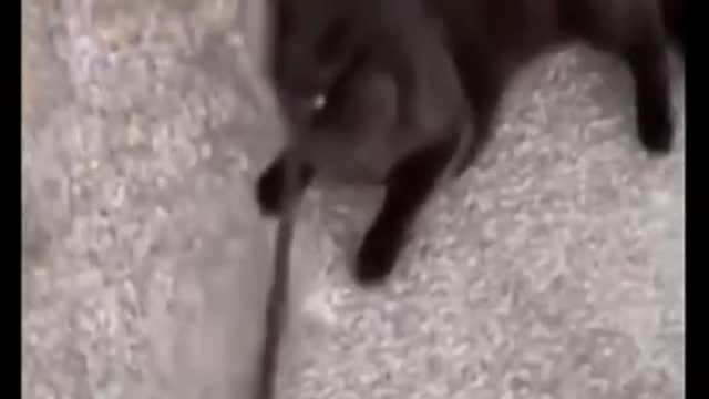 [HeeX_TV] Funny Animals 39