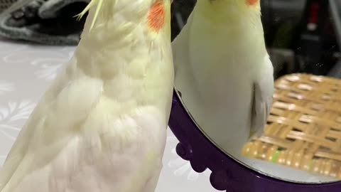 -Bird Overwhelmed by Own Cuteness-