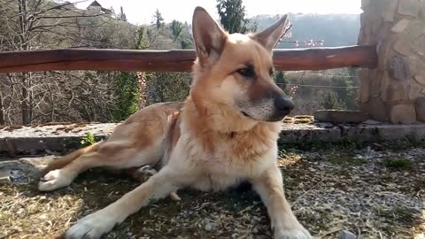 The dignified and calm shepherd dog is guarding the manor