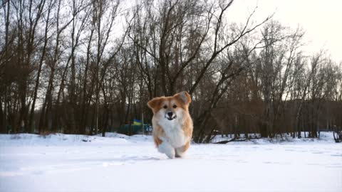 Little dog running in snow in slow motion