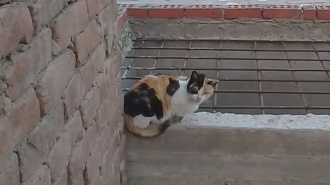 Watch this cat while I take pictures of her reaction, you will be surprised, see yourself