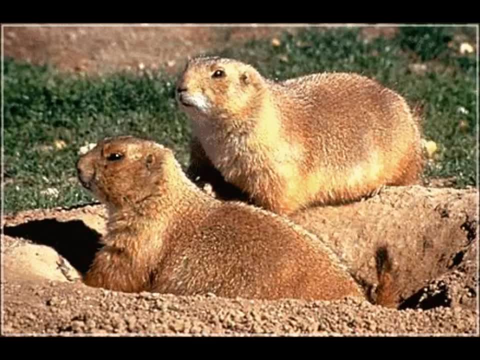 Animal World_ Zoo Animals for Kids _ Kids Learning Videos