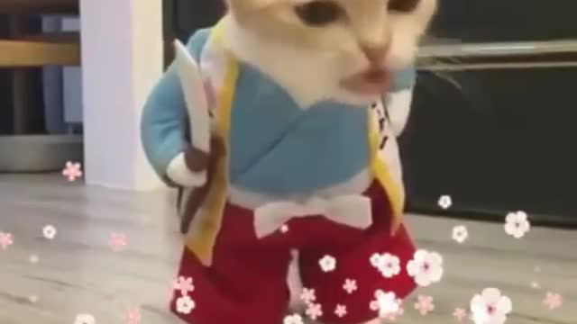 Best cat funny whatsapp status videos || cat videos ||