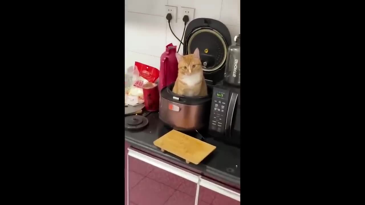 Try Not To Laugh New Funny Cats And Dog Video - MeowFunny Part 15