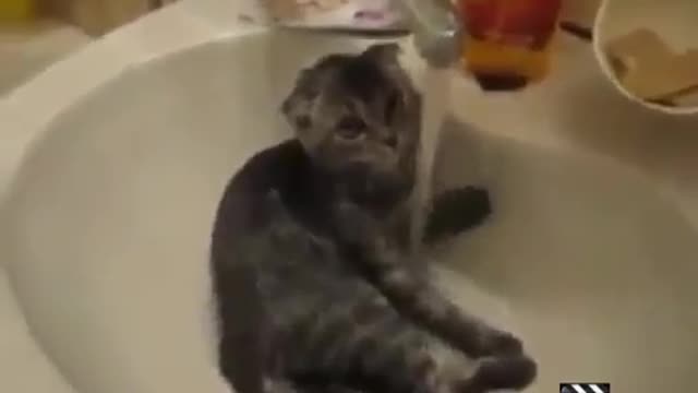 Cat's in bathroom funny video