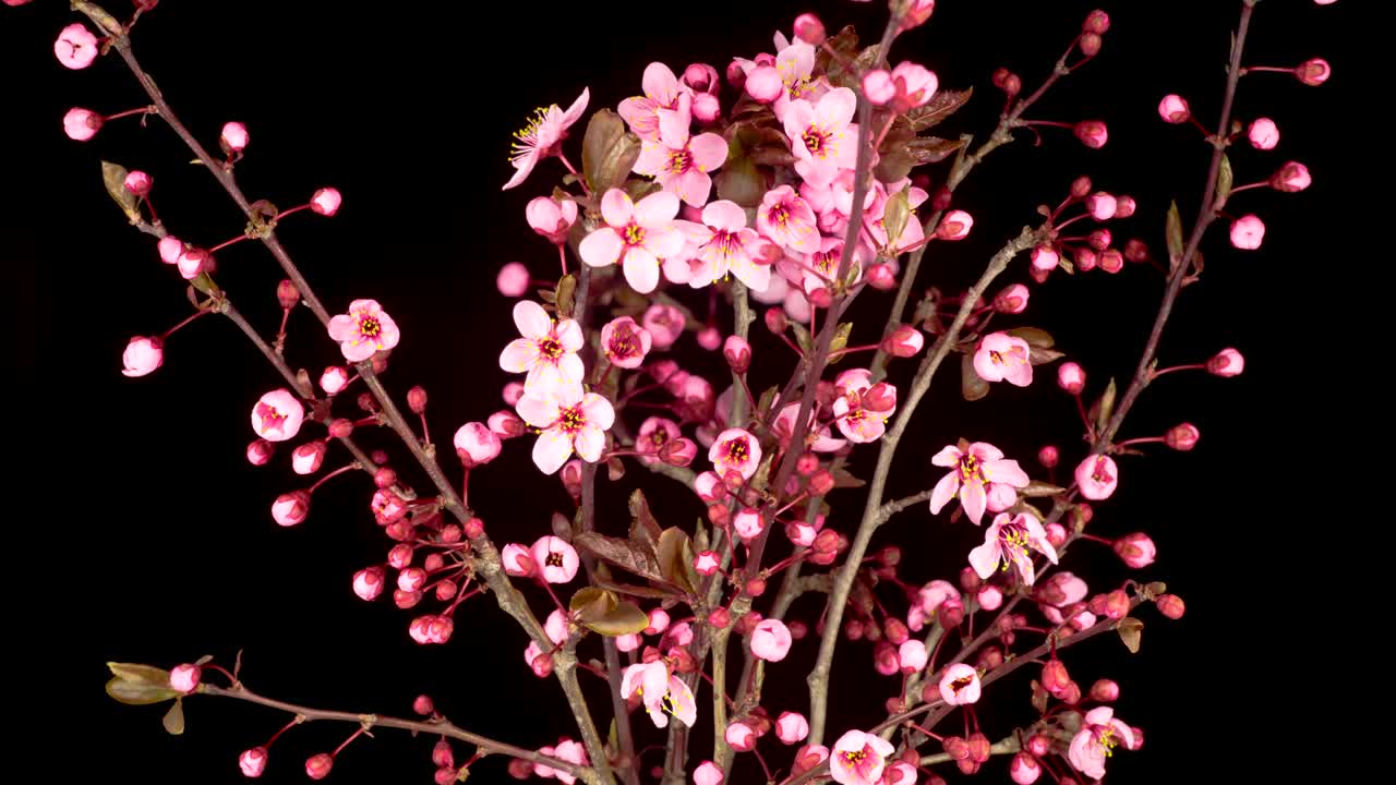 Pink flower opening on a cherry tree