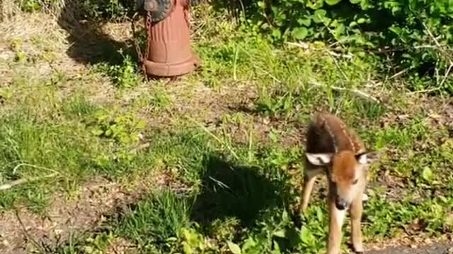 Baby Deer #wildlife