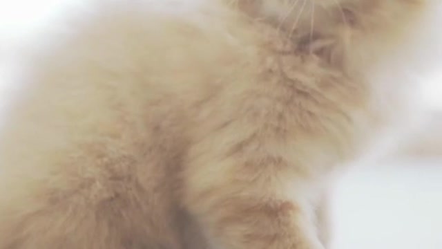 What's happening Cat |for his kitten