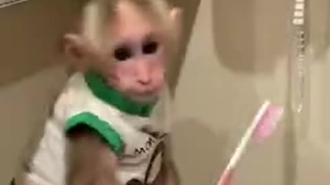 The monkey luxury life