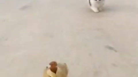 Animal shorts video