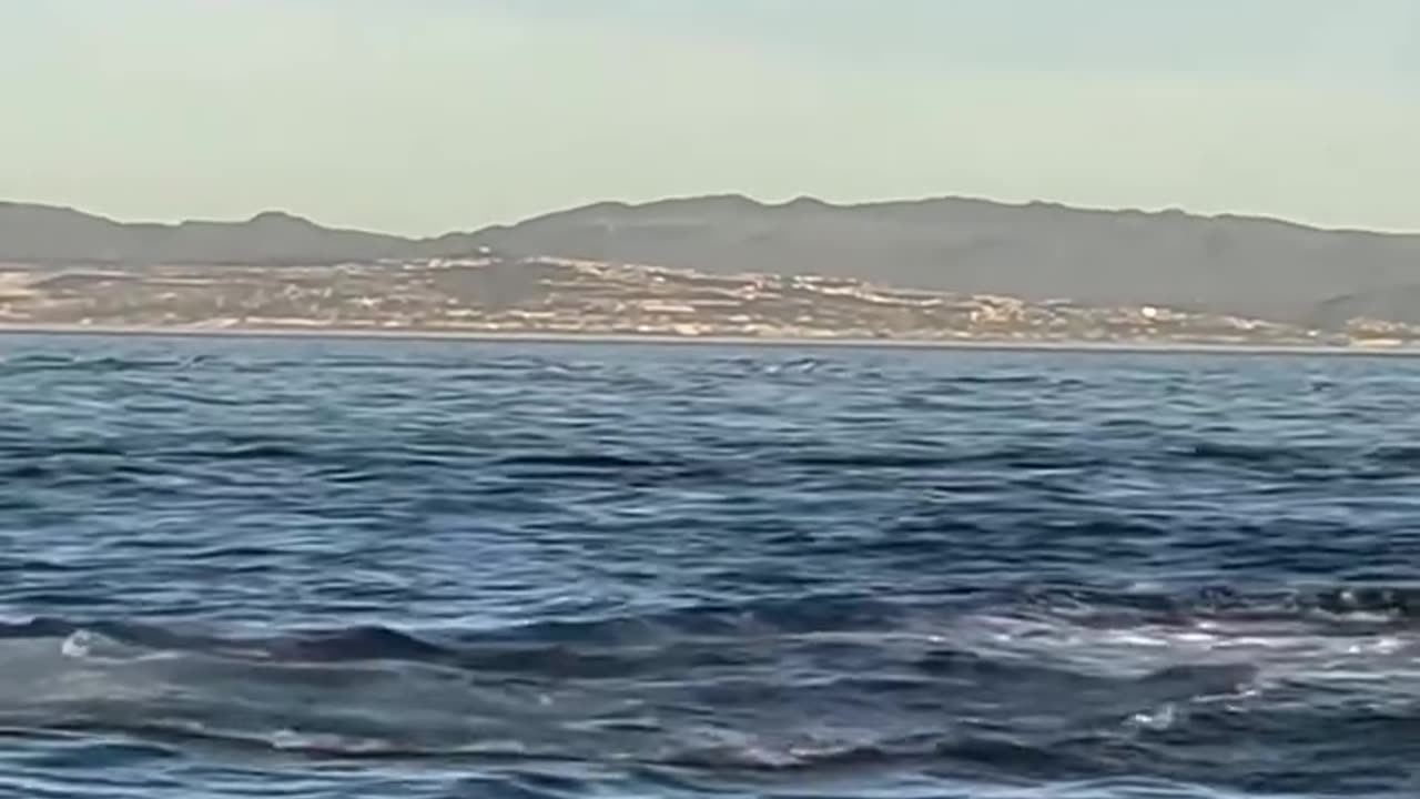 Incredible display of power: An orca hunts down a dolphin