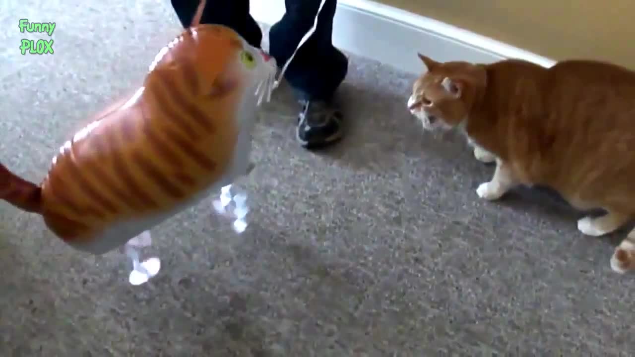 Funny Cats vs Balloons🐱 X 🎈