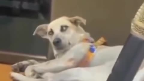 dog gets irritated with her voice