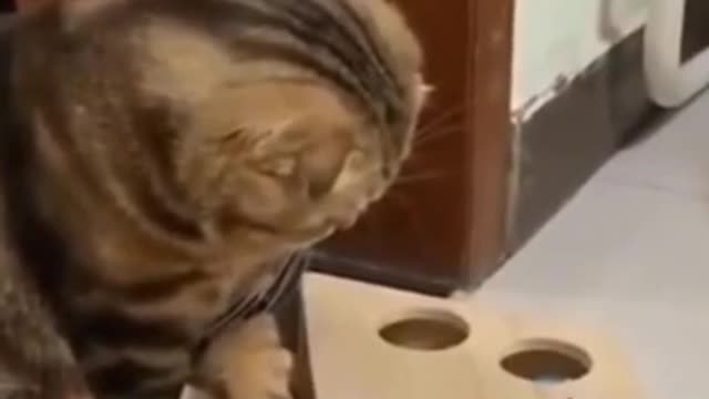 Funny kittens