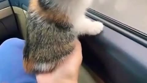 .beautiful cat baby 😘😘