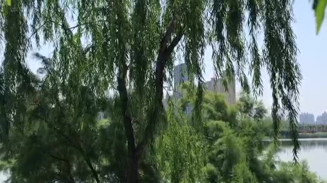 Big tree growing by the river