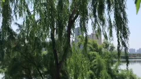 Big tree growing by the river