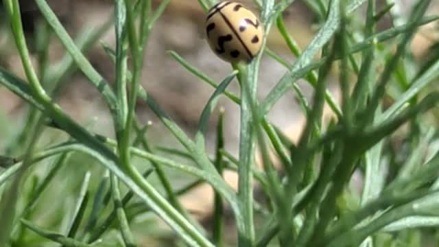 Farmer friendly insects