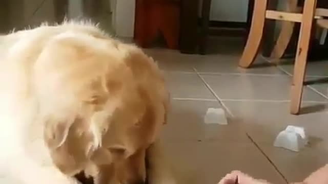 Smart dog