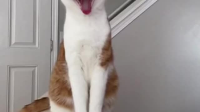 Ontario Vet Fires Staffers For Making Injured Cat Dance In Their TikTok Videos