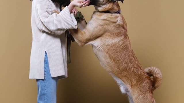 Super dog🐕🐕🐕 training in the girls