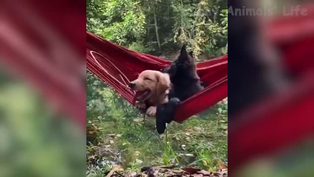 Dogs and Cats - Awesome Funny Pet Animals Videos