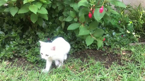 fofoura de gatos