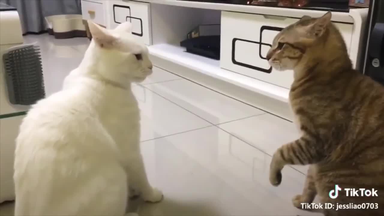 Cats talking !! these cats can speak english better than hooman