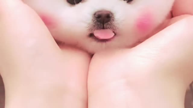 Cute little puppies