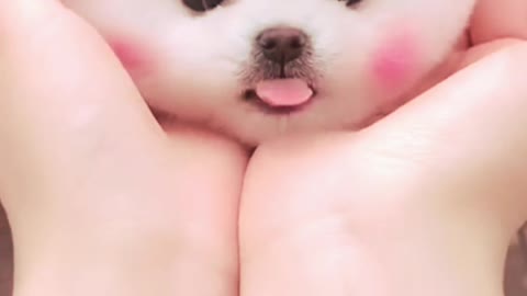 Cute little puppies