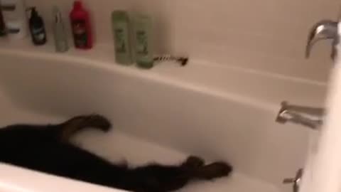 Music all by myself black dog laying in bathtub