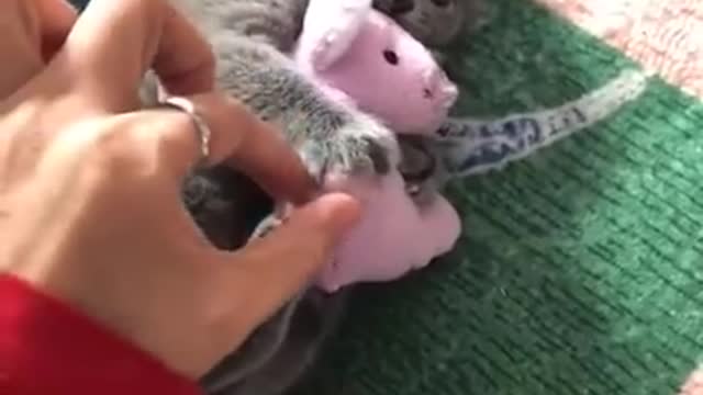 Cat entertainments