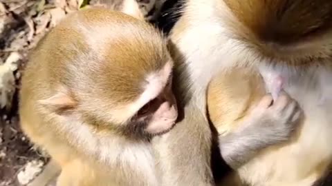 A baby monkey wants to suckle the mother's udder