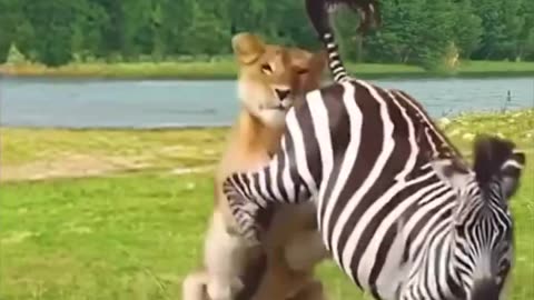 Animal funny video🤣🤣🤣🤣