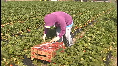 Florida Fruit Association