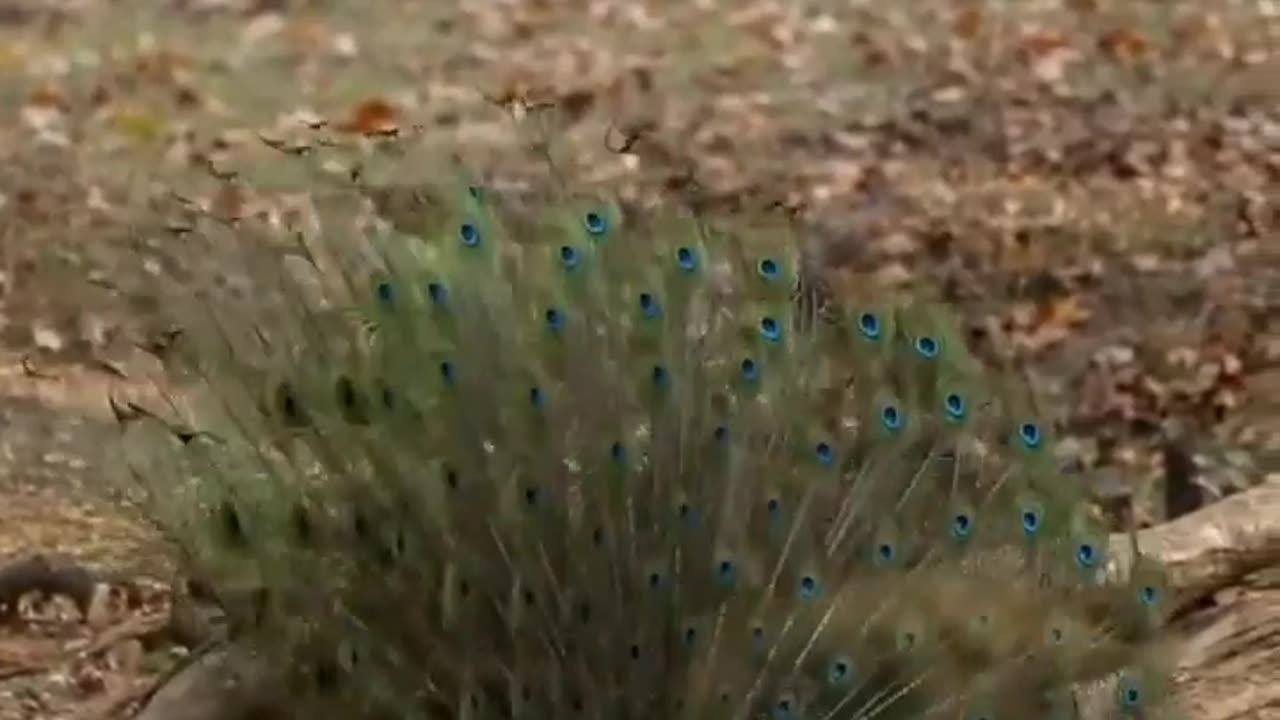 Wildlife in closer view with a natural perspective.