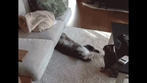FUNNY VIDEO 30 SEC