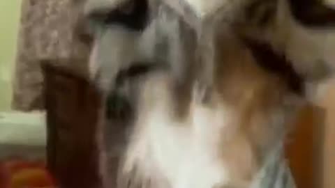 Cats Doing Cat Thing