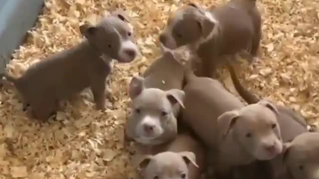 Best doggie