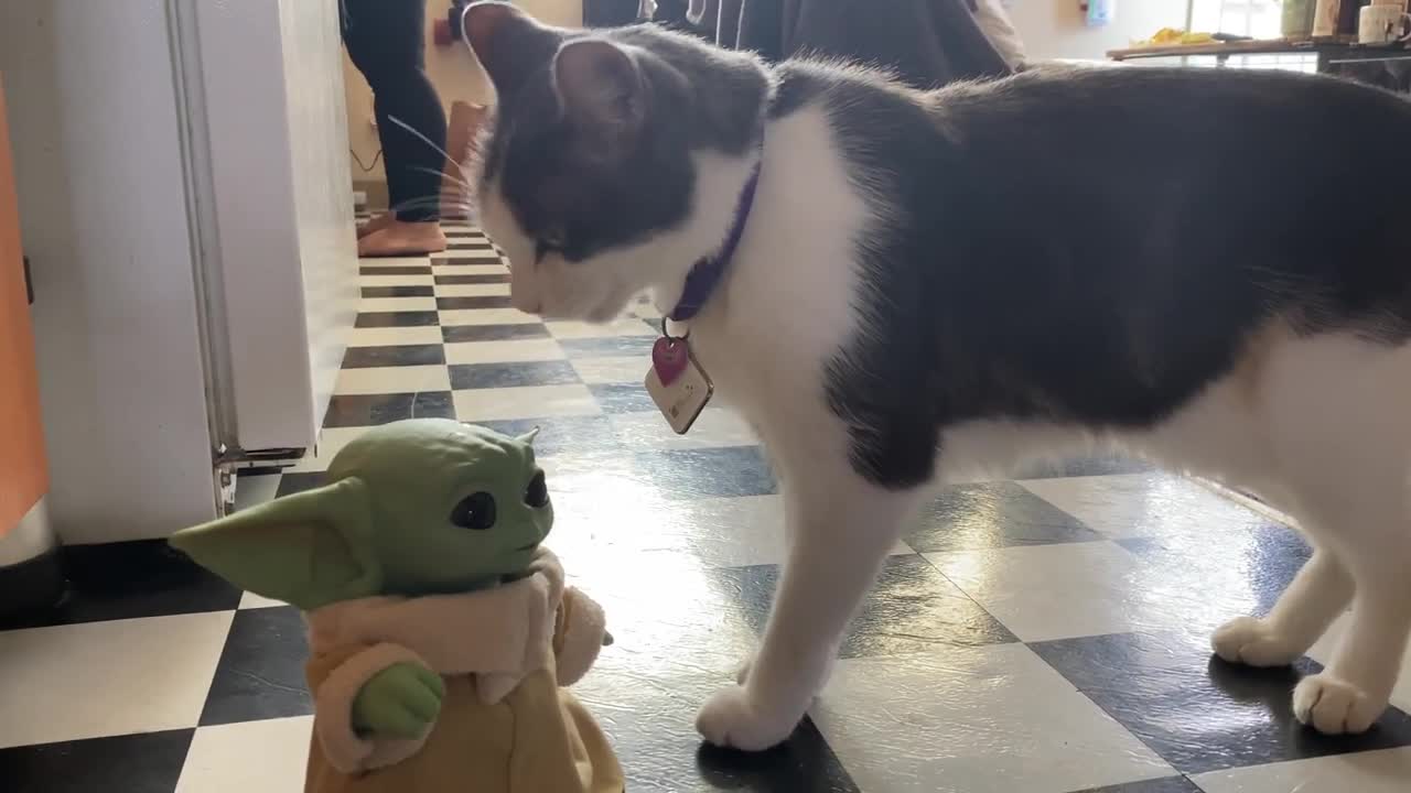 CAT MEETS BABY YODA